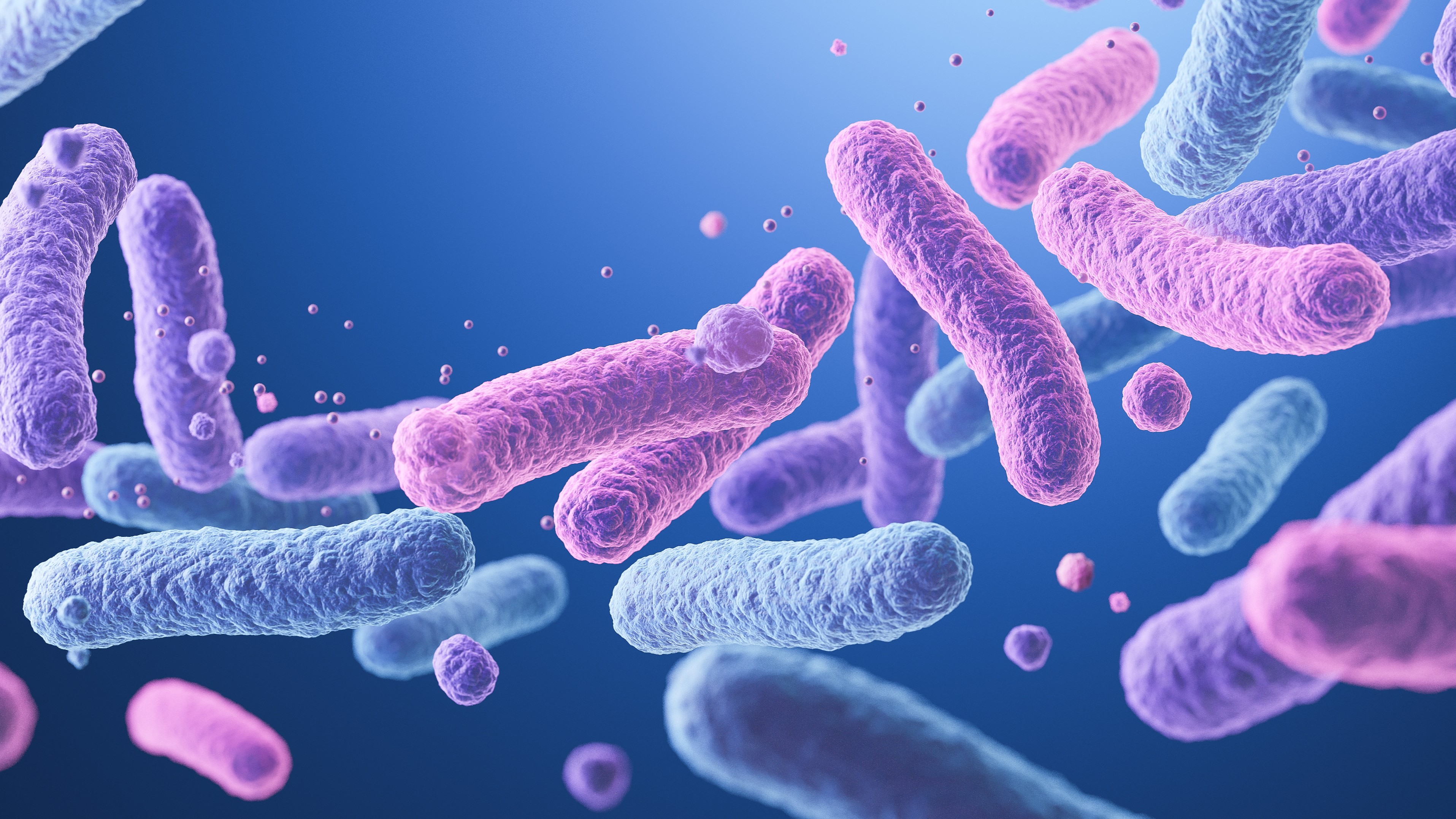 Rod-shaped bacteria